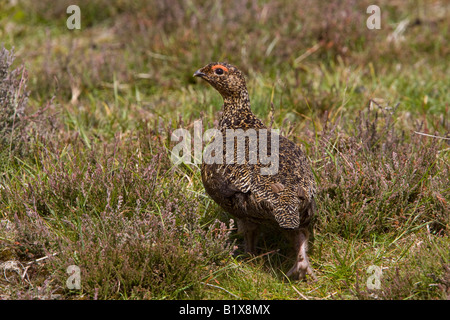 Männliche Moorschneehühner auf Heidekraut moorland Stockfoto