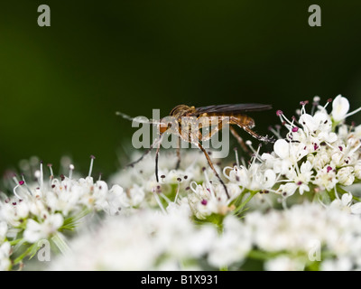 EmpId Fly (Fortsätzen) Stockfoto