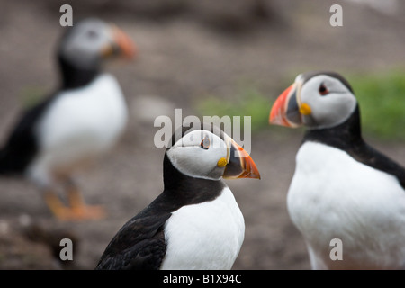 Drei Papageitaucher (Fratercula Arctica) Stockfoto