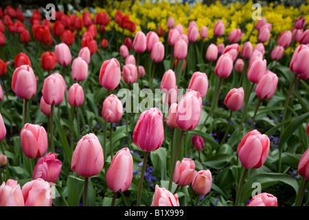 Rosa und rote Tulpen in einem Feld Stockfoto