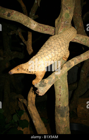 Pangolin auf hölzernen Masten Klettern Stockfoto