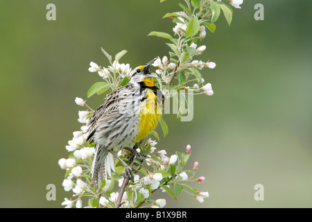 Östlichen Meadowlark thront in Apfel-Blüten Stockfoto