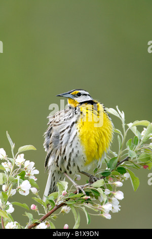 Östlichen Meadowlark thront im Baum Apfelblüten - vertikal Stockfoto