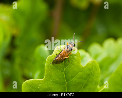 Rübe Blattwespen Athalia Rosae (Symphyta) Stockfoto