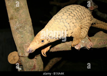 Pangolin Klettern auf Holzstab Stockfoto