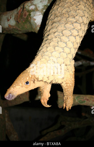 Pangolin hängenden Schwanz Stockfoto