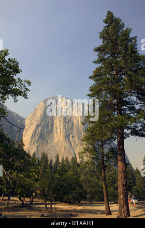 Ein immergrüner Baum vor El Capitan, Yosemite-Nationalpark, Kalifornien, USA. Stockfoto