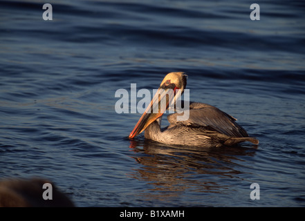 Braune Pelikane (Pelecanus Occidentalis) am Wasser Stockfoto