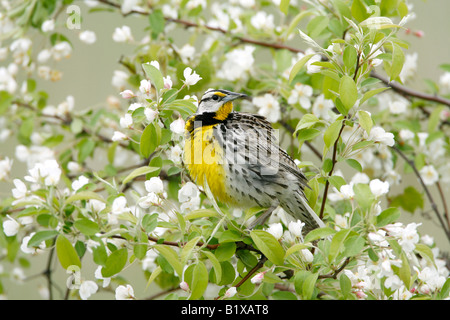 Östlichen Meadowlark thront in Apfel-Blüten Stockfoto