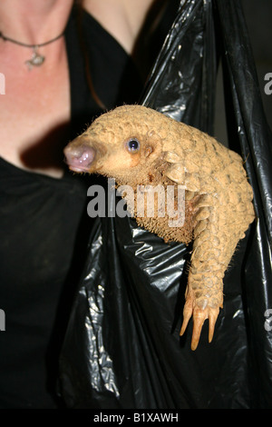 Juvenile Pangolin peering aus der Plastiktüte, während in einer Plastiktüte in einer Igelstation gewogen werden Stockfoto