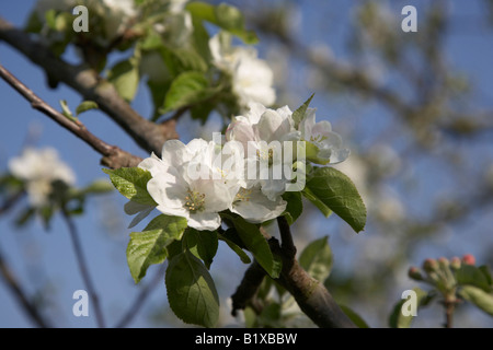 Apfelblüte im Frühjahr hautnah Stockfoto