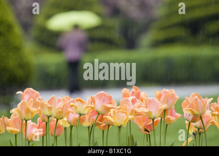 Nahaufnahme der Tulpe Blumen in einem Garten Stockfoto