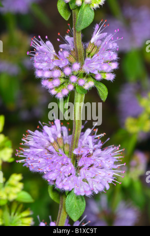 Poleiminze, Mentha Pulegium. Blumen-Nahaufnahme Stockfoto