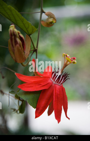 Passiflora Coccinea - rote Passionsblume Stockfoto