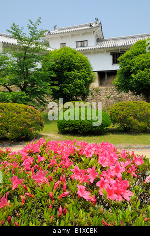 Die Banshu Himeji Castle und rosa Blumen, Himeji JP Stockfoto