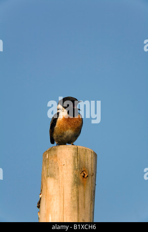 Schwarzkehlchen Saxicola Torquata männlichen aufrufenden cornwall Stockfoto