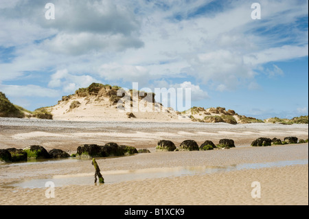 Sanddünen am Strand von Findhorn, Moray Schottland Stockfoto