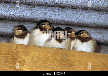 Hirundo Rustica jungen auf eine Garage Dachbalken schluckt Stockfoto