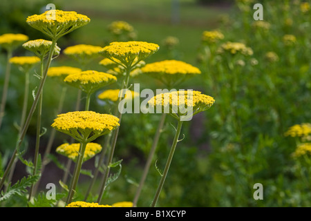 Fernleaf Schafgarbe (Achillea Filipendulina) Stockfoto