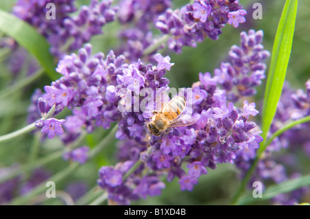 Lavendel (Lavandula Angustifolia Hidcote) und Honey Bee Stockfoto