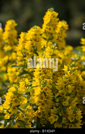 Gilbweiderich (Lysimachia Trommler) Stockfoto