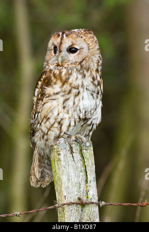 Waldkauz gehockt Zaunpfosten Stockfoto