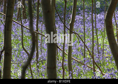 Woodland-Szene von Ash Setzlingen Silhouette vor dem Hintergrund der Glockenblumen in Menstrie Wood. Stockfoto