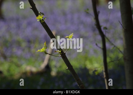 Woodland-Szene von Ash Setzlingen Silhouette vor dem Hintergrund der Glockenblumen in Menstrie Wood. Stockfoto