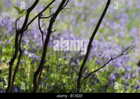 Woodland-Szene von Ash Setzlingen Silhouette vor dem Hintergrund der Glockenblumen in Menstrie Wood. Stockfoto