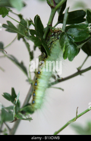 Riesen Atlas Moth Caterpillar, Attacus Atlas, Saturniidae, Lepidoptera.  Indien, Sri Lanka, China, Asien Stockfoto