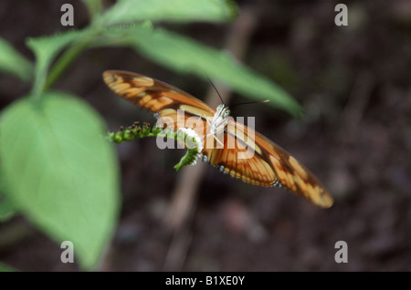 Flambeau Schmetterling aka Julia Butterfly oder Julia Heliconian, Dryas Julia, Süd- und Mittelamerika Stockfoto
