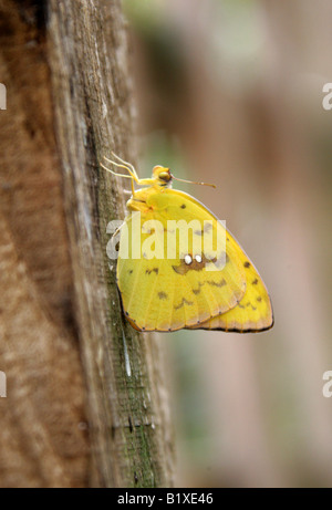 Orange verjährt Schwefel Schmetterling, Phoebis Philea, Pieridae, neotropische Amerika Stockfoto