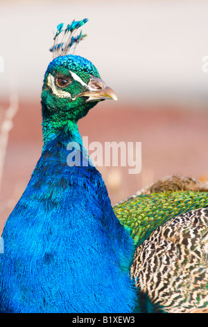 Pfau Stockfoto