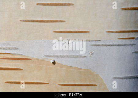 Rinde des weißen Himalaya-Birke (Betula Utilis) Stockfoto