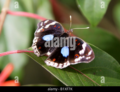 Schwarz Stiefmütterchen Schmetterling, Precis Oinone, Nymphalidae, Afrika Stockfoto