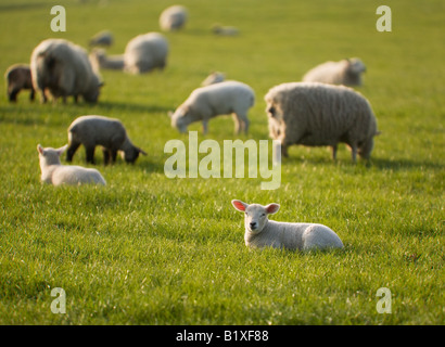 Schafe und Lämmer Weiden an einem sonnigen Abend Stockfoto