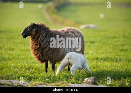 weißes Lamm, Spanferkel Milch von der schwarzen Mutter Stockfoto