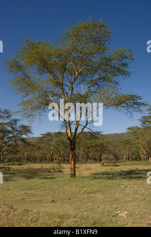 Gelb gebellte Akazien, Kenia, Afrika Stockfoto