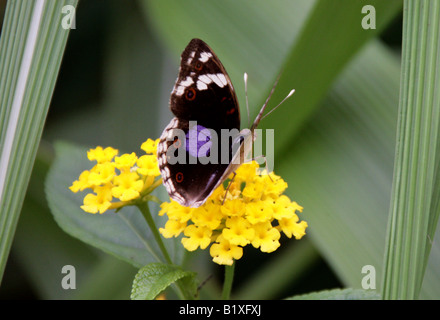 Schwarz Stiefmütterchen Schmetterling, Precis Oinone, Nymphalidae, Afrika Stockfoto