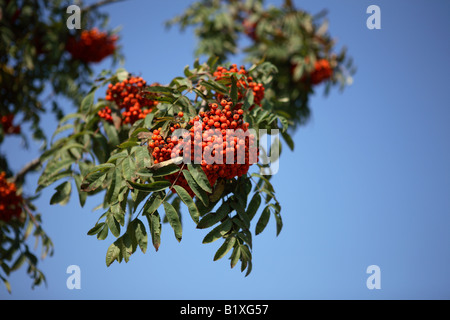 Ebereschenbeere mit Blätter auf Himmelshintergrund september Stockfoto