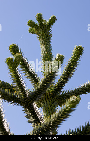 Affe Puzzle Baum (Araucaria Araucana) Stockfoto