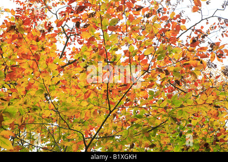 AMERIKANISCHE BUCHE FAGUS GRANDIFOLIA BLÄTTER IM HERBST IN NEWPORT STAATSPARK DOOR COUNTY, WISCONSIN USA Stockfoto