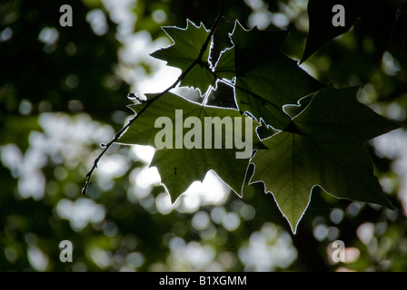 Die Blätter der eine Ahornblättrige Platane umrissen von sunshine Stockfoto