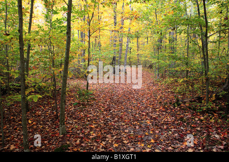 ROWLEYS BAY TRAIL IN NEWPORT STAATSPARK DOOR COUNTY, WISCONSIN USA IM