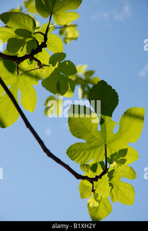 Gemeinsamen Feigenblatt, hinterleuchtete Stockfoto