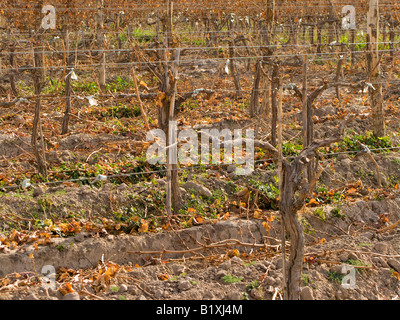 Winter Weinberge in San Juan, Argentinien Stockfoto