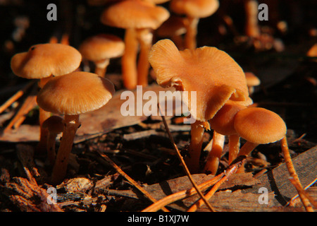 Makro-Bild der winzige orange Pilze wachsen unter Kiefernadeln Stockfoto