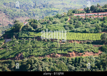 Teeplantage in Ooty, Tamil Nadu, Indien Stockfoto