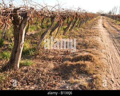 Winter Weinberge in San Juan, Argentinien Stockfoto