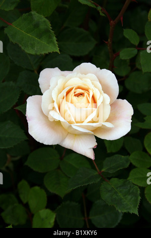 ROSA CROCUS STIEG. Stockfoto